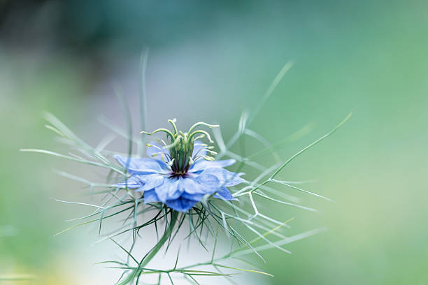 Nigella flower in spring garden, background for design, wallpaper, floral motif