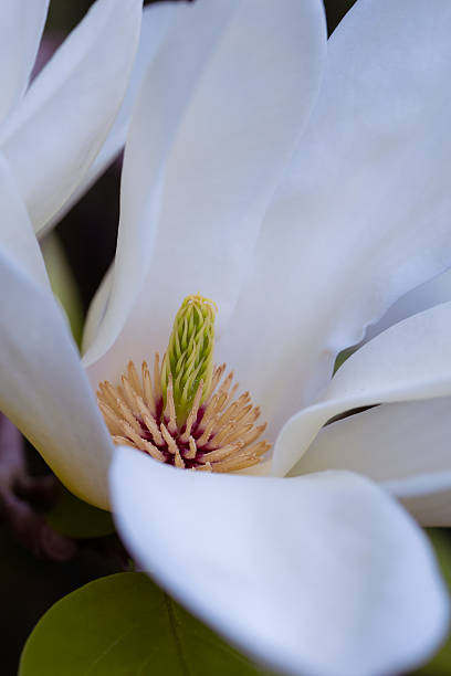 istock White magnolia flowers 2253713436