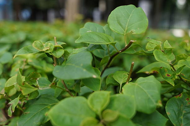 istock green leaves in the garden 2253713803