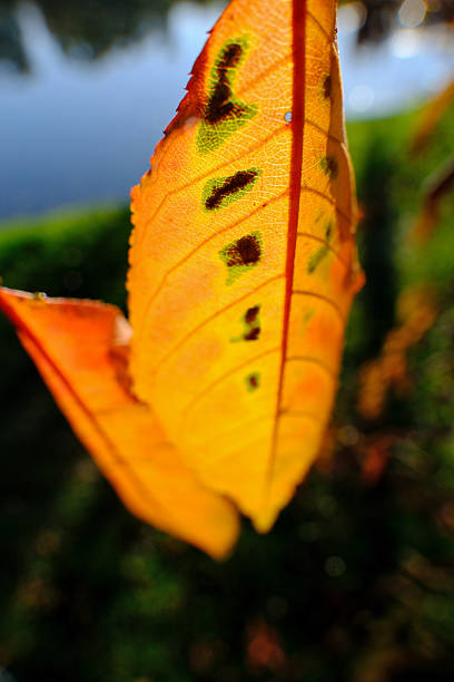 Close-Up Autumn Leaf on Tree with Lake Background, Fall Season. Colorful Fall Foliage Along Lake Shore in Autumn Park, Selective Focus