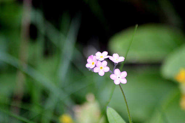 istock Pink forget me not flowers 2253715600