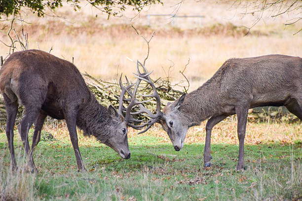 istock Red deer stags lock antlers during the rut 2253715604