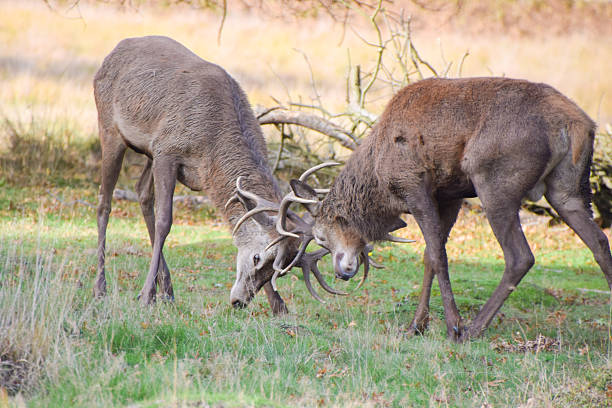 istock Red deer stags lock antlers during the rut 2253715849