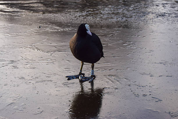 A Eurasian coot stands on a frozen lake in a park in UK.
