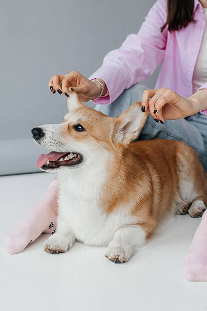 istock A playful and delightful corgi is thoroughly enjoying a gentle grooming session, lovingly provided by its owner, all while in a cozy and inviting indoor setting that feels warm and welcoming 2253715895