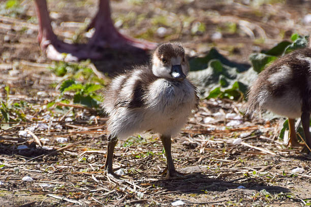 istock Newborn goslings in a park 2253715991