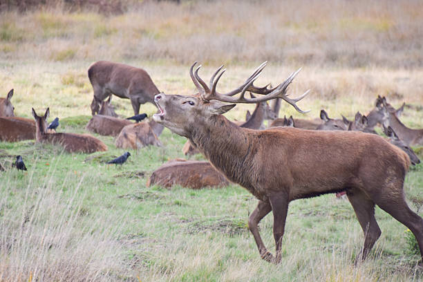 A red deer stag bellows next to a group of females during the rutting season in Richmond Park in UK.