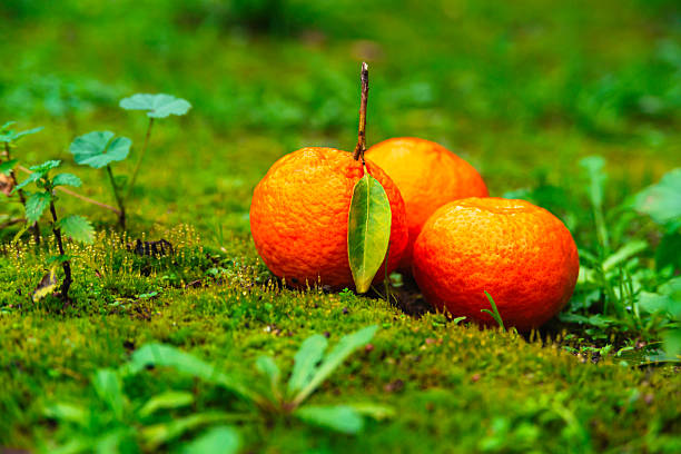 Clean natural food background.