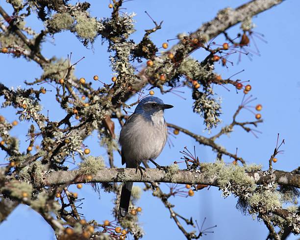 Woodhouse's Scrub Jay (aphelocoma woodhouseii) perched in a moss-covered tree