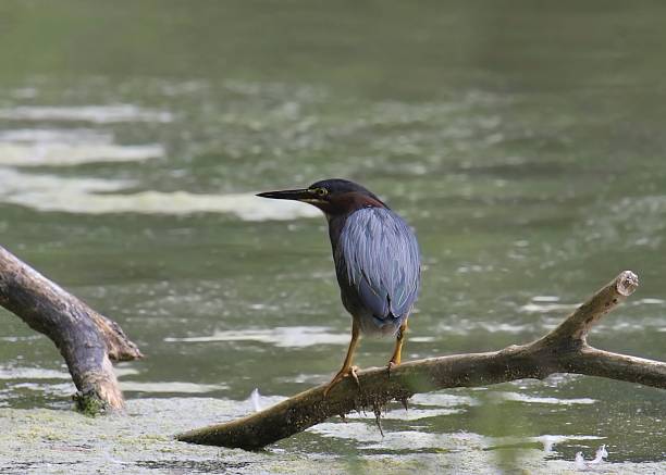 istock Green Heron (butorides virescens) perched on a branch overlooking a messy pond 2253719442