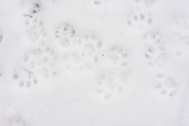 istock Animal Tracks in Snow During Winter 2253719552