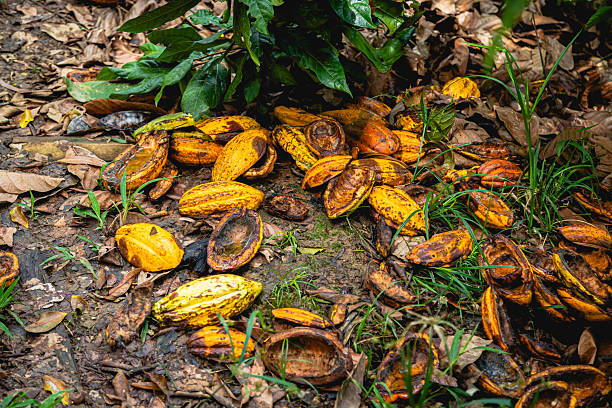 Empty yellow and orange cocoa pod husks scattered on the soil after harvest, showing the interior where beans were removed.