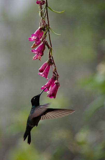 istock Hovering hummingbird feeds on pink flowers 2253721061