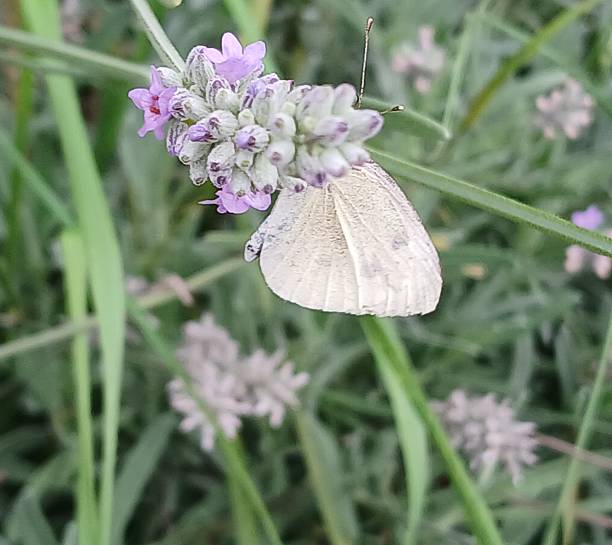 Cabbage butterfly pollinating