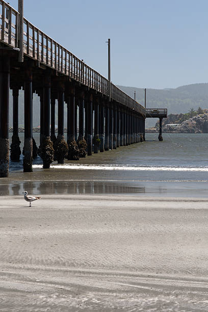 istock Crescent City pier at low tide 2253724431
