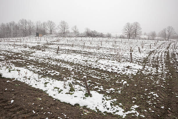 vegetable garden covered with snow