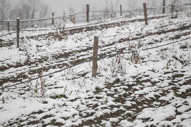 vegetable garden covered with snow