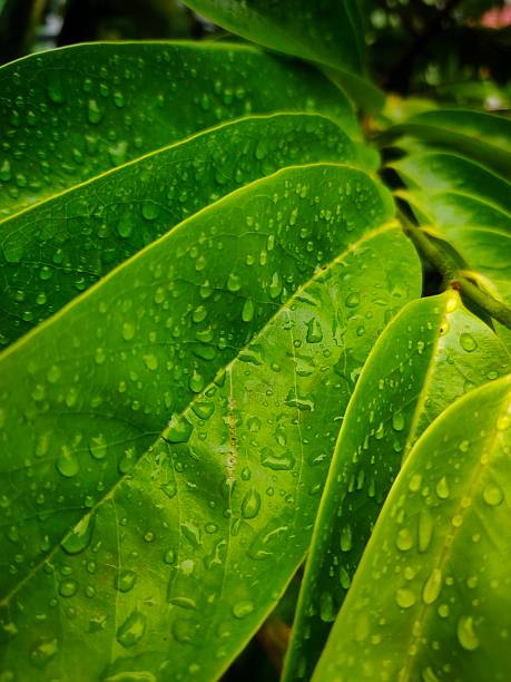 macro of green leaf with raindrops on dark background