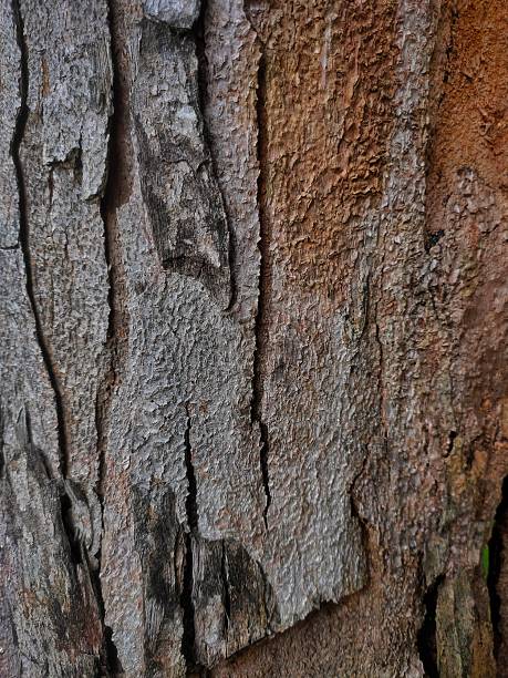 close-up of cracked bark background