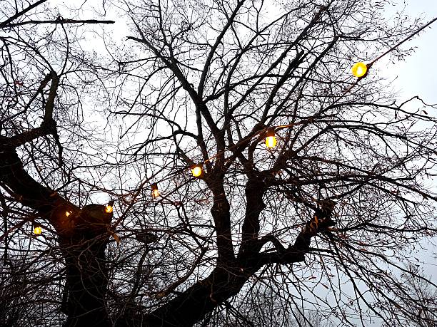 istock Lanterns Hang on Bare Winter Tree Branches Along the Street During a Cold Evening 2253728313