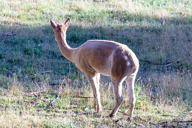 Photograph of a freshly sheared Alpaca grazing on green grass on a sunny day in an agricultural field in the Blue Mountains in New South Wales, Australia.