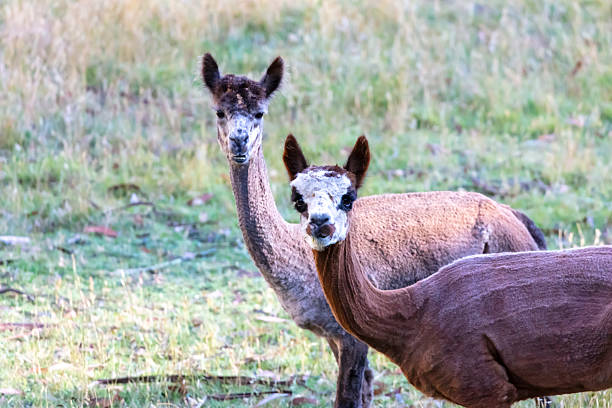 istock Two brown Alpacas grazing on grass in an agricultural paddock 2253731248