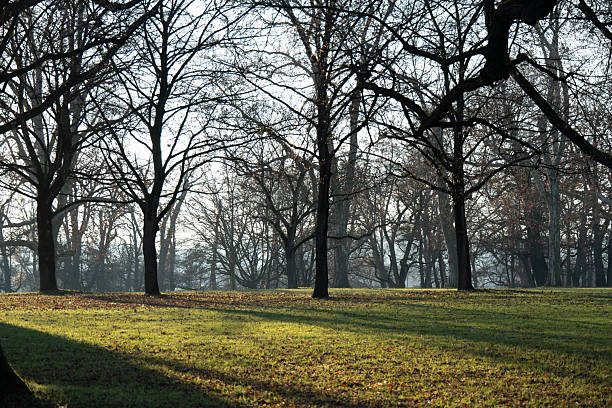 Bare treetops in the winter park