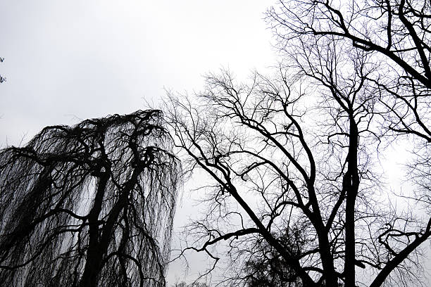 Silhouette of a twisted tree at dusk, evoking mystery and solitude. A haunting landscape bathed in fading twilight, perfect for moody themes.
