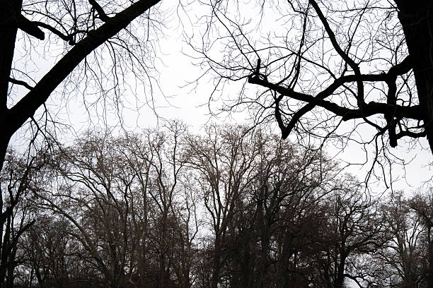 Bare treetops in the winter park