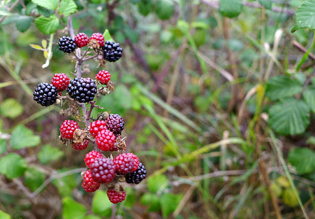 Blackberries (Rubus fruticosus agg.) hang on a branch, displaying both ripe and unripe fruit. The ripe blackberries are deep black with a glossy surface, while the unripe ones are red and smaller, indicating varying stages of development.