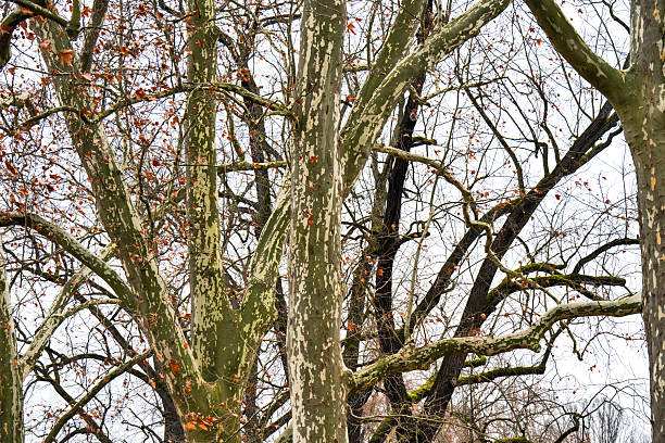 Bare treetops in the winter park