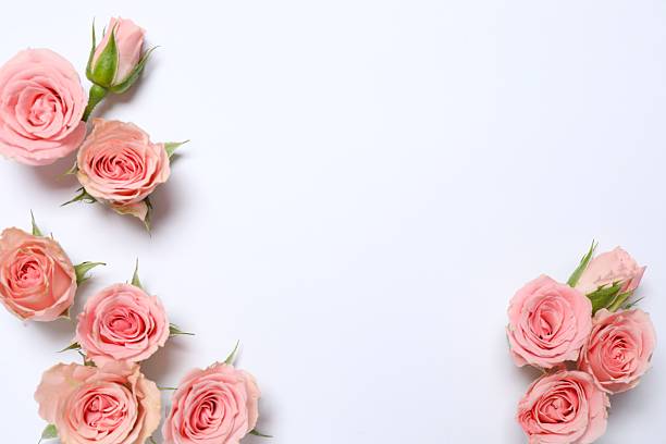 istock Beautiful composition with pink peony roses on white background 2253731923