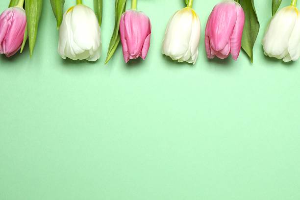 Tulips on a green grass