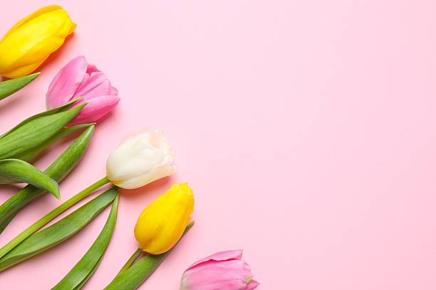 istock Beautiful fresh tulips on pink background 2253732622