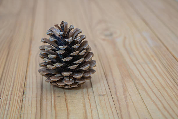 pine cone on a stump close-up