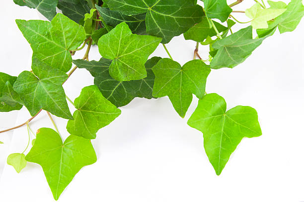 Ivy leaves in different shapes of green, on white background