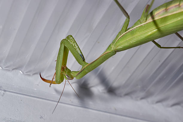 Female European Mantis or Praying Mantis, Mantis Religiosa. Green praying mantis. Close up