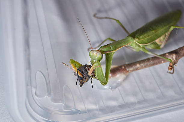 istock Macro photo of praying mantis during hunting. 2253733289