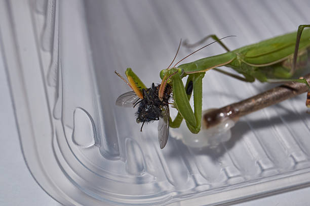 Praying mantis (lat. Mantis religiosa) holding a fly with its forelegs while feeding. Realistic wildlife macro image showing predator instincts and survival.