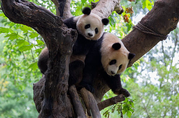 istock Twin Baby Panda Climbing a Tree 2253733856