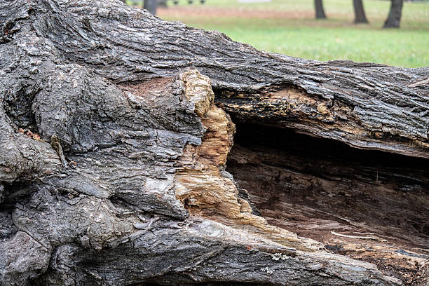 istock Close-up of a broken and hollow tree stump 2253734796