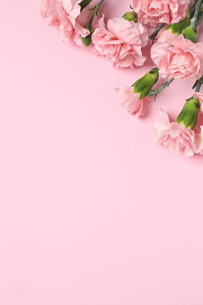 istock Beautiful bouquet of pink carnations on a colored background 2253735155