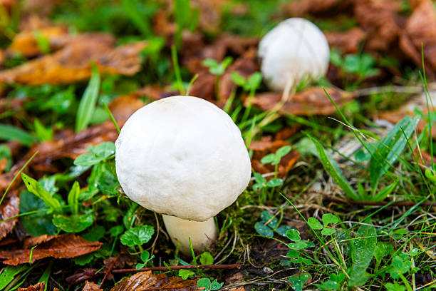 champignon in rhineland palatinate