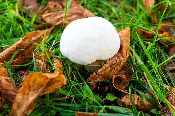 champignon in rhineland palatinate