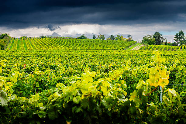Discover Saint Emilion's picturesque cityscape, where old-world charm meets stunning architecture. Ideal for travel enthusiasts and campaigns promoting history, culture, and European destinations.