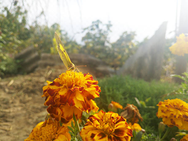 A yellow butterfly perched on a bright calendula or marigold flower, all illuminated by bright sunlight. The atmosphere is warm, sunny, and natural, highlighting the fragile beauty of the moment.