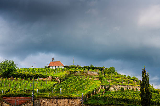 Landscape of the vineyard in rainy weather in late autumn. Wine route in Alsace. France.