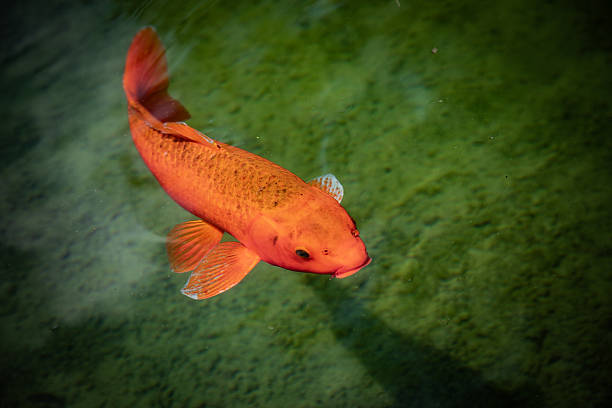 A single large koi below the surface of clear water in a pond with a green bottom creates a stark contrast in color.