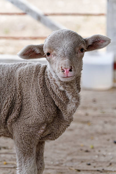 istock Fluffy lamb looking at viewer, representing innocence and farm life 2253737028