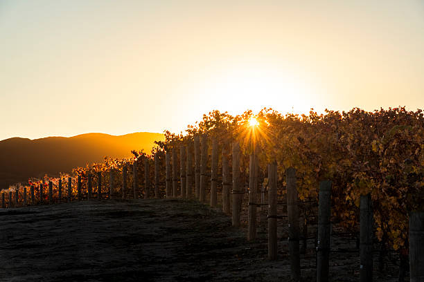 istock Sunrise Vineyard Autumn California 2253737602